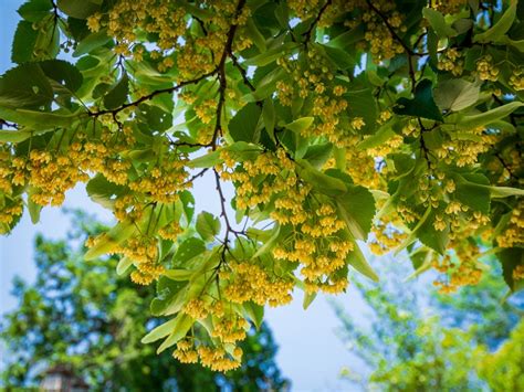 幸運木風水|縁起のいい木とは？玄関や庭木におすすめの種類から。